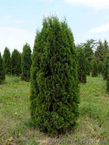 Купить.Туя західна,  ялинка,  граб,  дерен #1146978