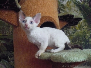 Кудрявые котята девон - рекс #1142480