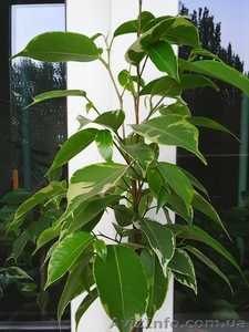 Фикусы Бенджамина Кинки, Нина, Старлайт.Бенедикта Али.Очищают воздух от вредных  #1147682