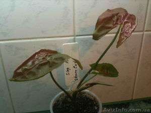 Сортовые сингониумы, драгоценную орхидею,  тилландсии, строманты #1151106