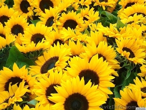 Продам подсолнечник оптом от производителя ГОСТ,  звони! #1145721