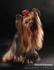 Йоркширский терьер.Вязка. #1146252