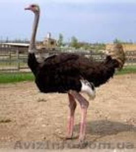 Cтраус африканский самка+самец #1152256