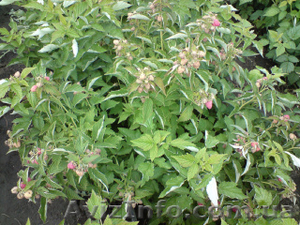 Саженцы малины Таруса (малиновое дерево) #1142414