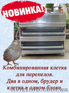 Комбинированная клетка для перепелов. #1150145