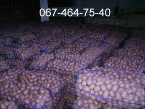 Продам картофель отличного качества из песка. Звони! #1152476