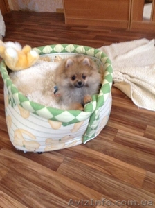 щенка померанского шпица #1164836