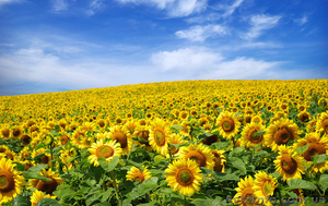 Посівний матеріал високої якості #1160159