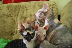 Чистокровные донские сфинксы #1157226