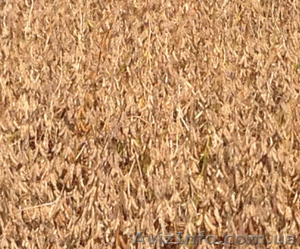 Семена сои - купить выгодно в Украине #1158756