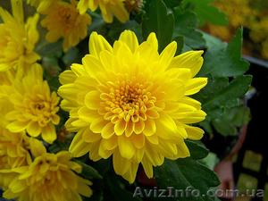 Продам черенки Хризантемы,  рассаду Эустомы #1168674