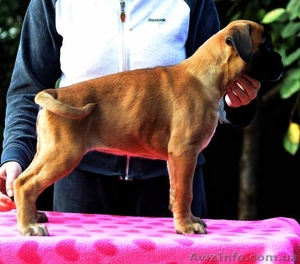 Щенки немецкого боксера рыжего окраса #1162154