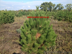 Живые новогодние крымские сосны оптом #1162815
