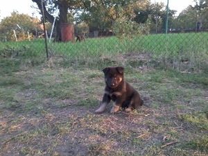 Немецкая овчарка- щенки #1156531