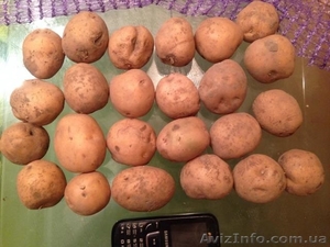 Продам посадочную Ривьеру из песка,  хорошая цена #1168015