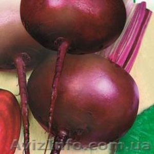 Продам семена столовой свеклы бордо Харьковска #1154555
