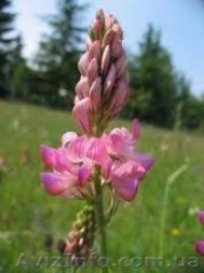 Продам семена Эспарцета #1154608