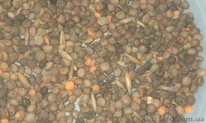 Продам семена Вика продовольственная #1154616