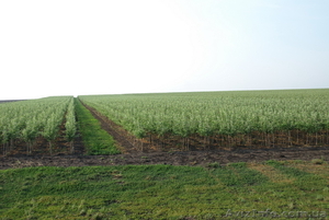 Продам Саженцы М-9 #1156876