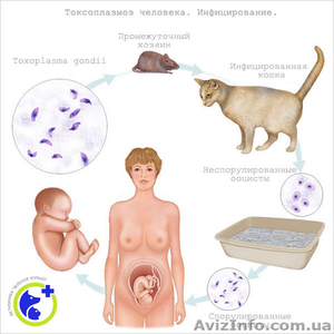Обследование на токсоплазмоз  #1168375