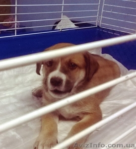 Помогите найти щенку дом! #1164118