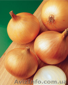 Продам семена Лука репчатого Халцедон #1154554