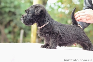 Щенки скотч (шотландского) терьера #1162156