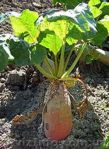 Продам семена Кормовой свеклы #1154553