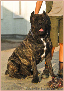 Щенки Кане Корсо - Запись. Ожидается суперпомет #1154296