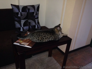 Возьмём на содержание котов и кошек #1156986