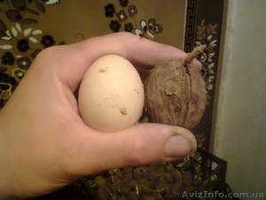 Пподам саженцы грецкого ореха (осень 2014 г.) #1161978