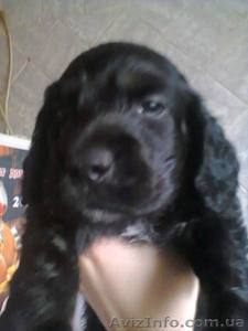 спаниельки русские ,  девочки #1163096
