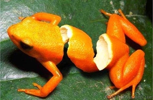 Фотошоп. Курсы в Николаеве. #1159490