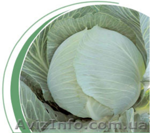 Продам шикарную капусту и бурячок. #1161020