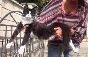 Мейн-куны 4 мес. Слонопотамские,  черные,  серебрянные,  дымные,  мрамора и солиды. #1080732