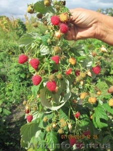Продам рассаду малины #1157502