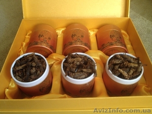 Купить медведку #1166081