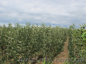 Яблоня, груша, абрикос, слива, сл диплоидная идр. саженцы, сажанцы, саджанці #1164871