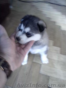 Сибірська хаскі хлопчик #1161952