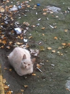 Спасите котёнка! #1164314