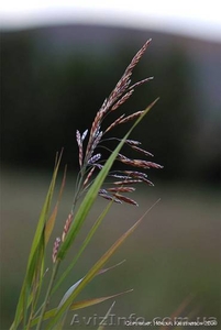 Продам семена Костер безостый (Стоколос) #1154573