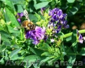 Продам насіння люцерни #1158757