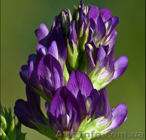 Продам семена Люцерны,  сорт Надежда #1154581