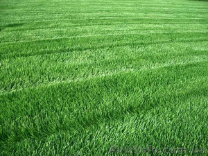 Продам семена овсянница красная #1154585