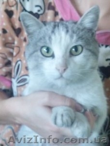 Котик -муркотик ищет дом! #1166602