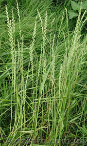 Продам семена Райграса однолетнего #1154612