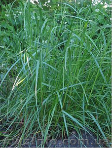 Продам семена райграса пастбищного сорт Обрий #1154577