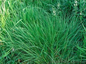 Продам семена Райграса многолетнего (пастбищный) #1154614