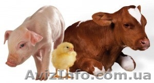 Закупка ! крупно-рогатый скот, кони, свини #1164837