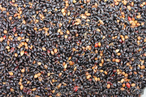 Продам семена Суданской травы #1154588